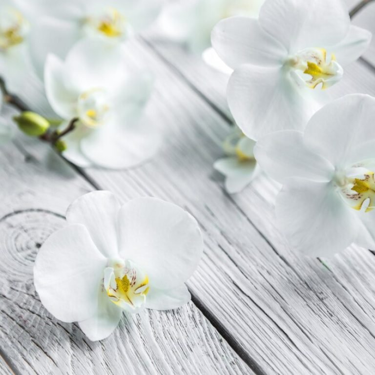 Genital Estetik Sadece Güzellik mi, Yoksa Yaşam Kalitesi mi